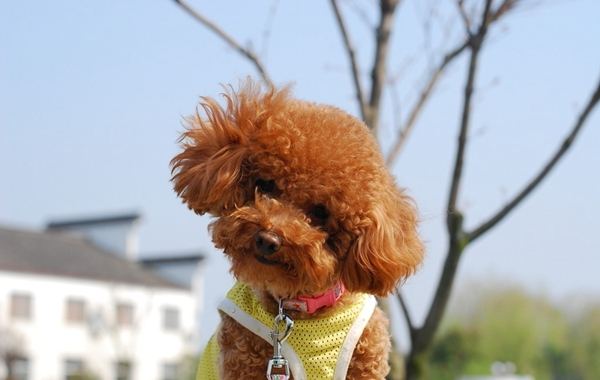 泰迪犬 (7).jpg